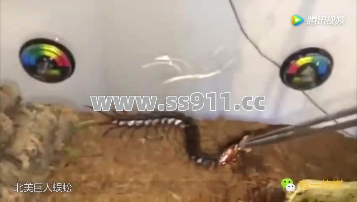 魔法免疫？邪恶蜈蚣让老玩家集体破防！