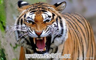 这样喂养虎王会出现大问题 这样喂养虎王会出现大问题