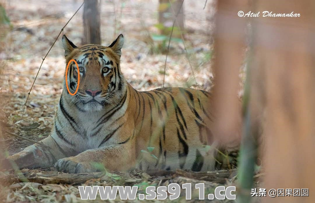 为何很多人选择培育虎王